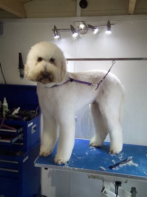 What does cat grooming include? How Much does Dog Grooming Cost ? - Dog and Bone Dog ...