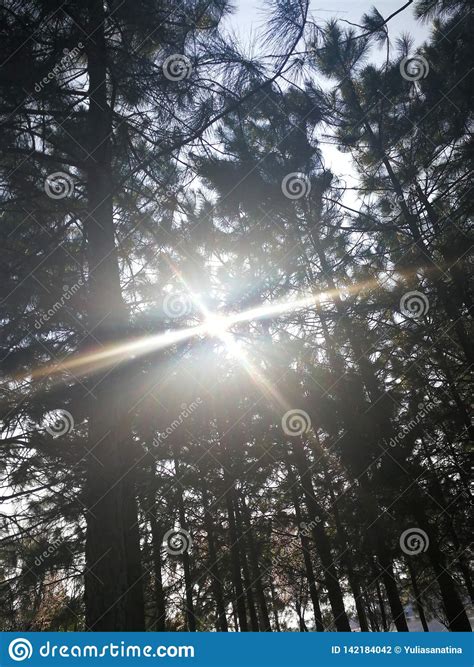 The Sunlight Rays Shining Through The Branches Of Evergreen Pine Trees