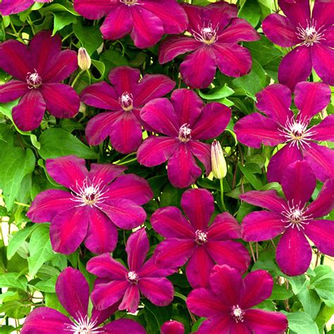 We did not find results for: Clematis 'Rouge Cardinal' | Free Delivery