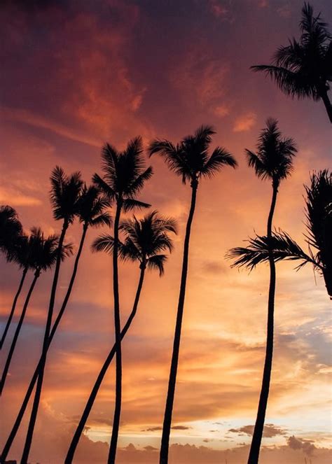 Meet Me In Paradise Sunset Pictures Palm Tree Silhouette Palm Tree