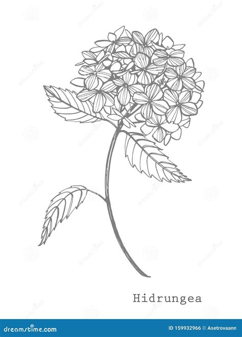 Hydrangea Graphic Illustration In Vintage Style Flowers Drawing And