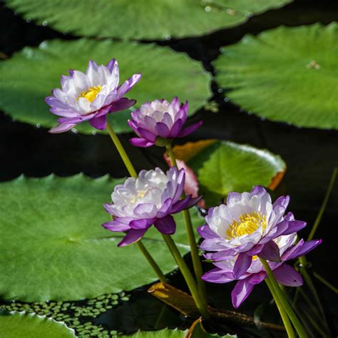 Tropical Water Lilies Water Lilies Lily Flowers
