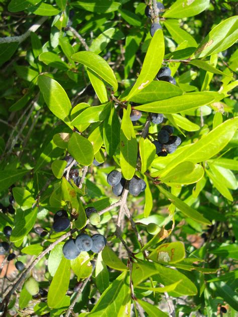 Florida Swampprivet Aka Florida Privet Forestiera Segregata Friends