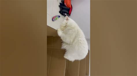 My Cat Jump Out Of The Box Challenge Youtube
