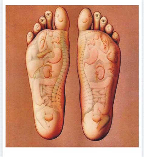 Foot Body Organ Connection Chinese Medicine Which Part Of The Foot