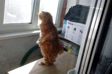 Cat Stands Up On Hind Legs To Look Out Window Cat Stands