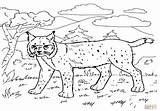 Bobcat Coloring Track Clipart Cliparts Library Lynx sketch template