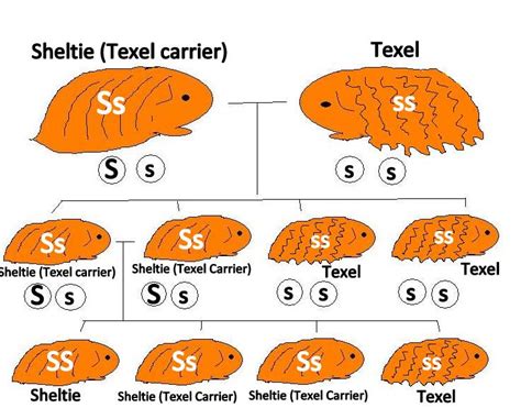 Guinea Pig Worksheet Science Genetics