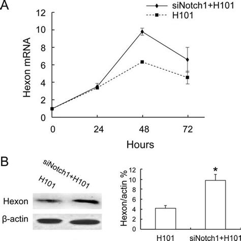 The Effect Of Notch1 SiRNA On Viral DNA Replication In HeLa S3 Cells