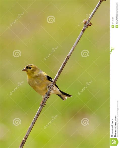 One Single Small Yellow Bird Sitting On A Branch Stock Image Image
