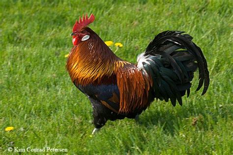 Danish Landrace Beautiful Chickens Chicken Breeds Animals