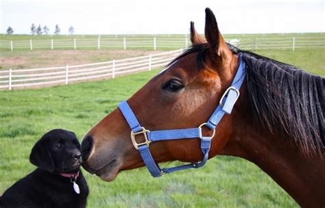 Horse Experience Beneficial With Dogs The Bark