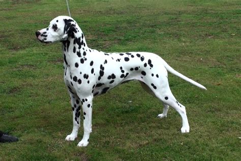 Spotnik Dalmatians Norway Zacco Top Dalmatian Stud Dog In England