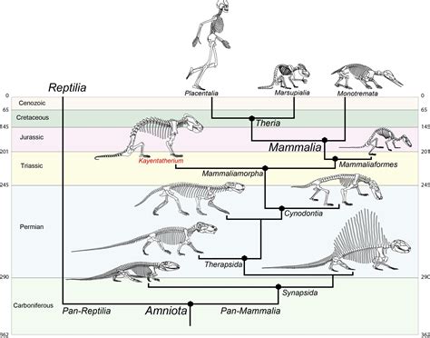 Mammal Evolution Tree | Mammals, Evolution, Animal facts