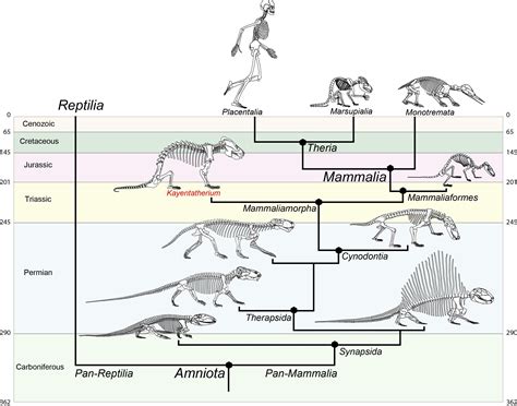 Weasel Like Fossils Reveal Evolutionary Clues Of The First Mammals