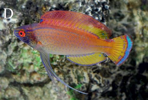 Cirrhilabrus Briangreenei An Old Aquarium Fish Is A New Species Of