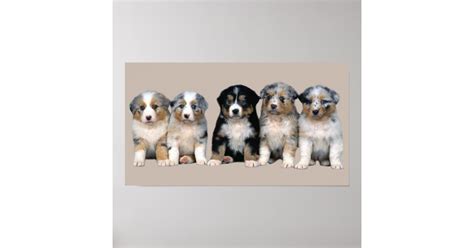 Australian Shepherd Puppies Print Zazzle
