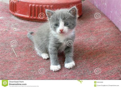 3370571 itt a videóletöltés ideje! Gray Kitten Stock Photo - Image: 50534583
