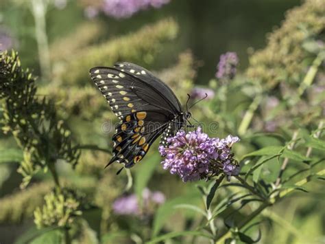 Tiger Swallowtail Del Este Glaucus De Papilio Imagen De Archivo