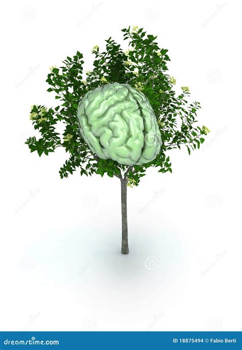 Brain Tree Stock Images Image 18875494