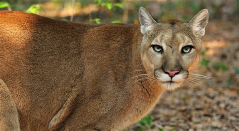 Help Save The Florida Panther The Nature Conservancy