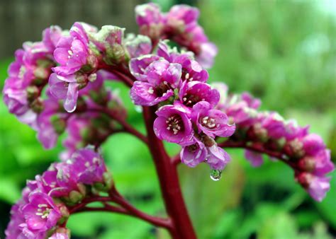 Muitas Flores Produzem Néctar E Possuem Pétalas Coloridas E Perfumadas