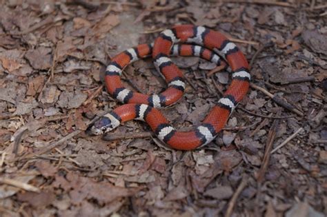 Western Milksnake Snakes Of New Mexico · Inaturalist