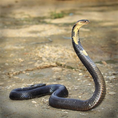 Habitat And Other Facts About The Majestic And Scary King Cobras
