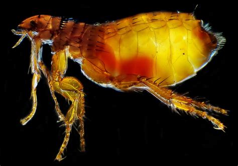 Oriental Rat Flea Insects Behind The Black Death Plague