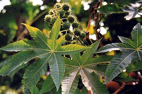 Em 2014, o jardineiro de as flores azuis da planta em questão, do gênero aconitum, se assemelham ao capuz de um hábito. Liberte Sua Mente: PARA QUE SERVE A MAMONA (VOCÊ SABE O ...