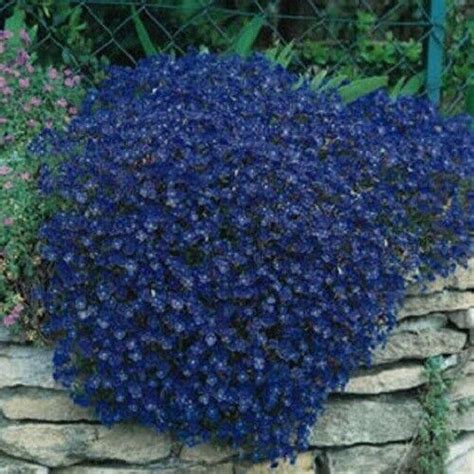 Blue Cascading Rock Cress Seeds 200 Pcs Ground Cover
