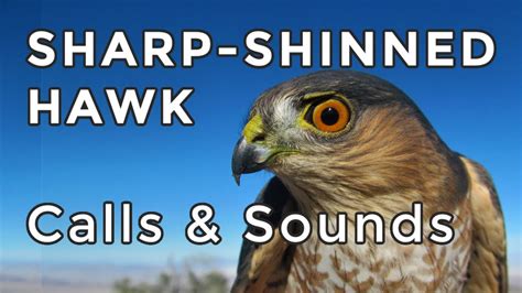Sharp Shinned Hawk Calls Learn Their Two Most Common Sounds