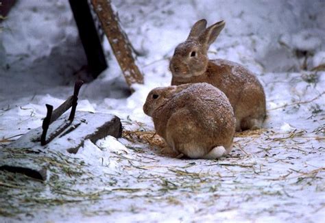 17 Best Images About Bunnies On Pinterest Snow Bunnies Funny Pics