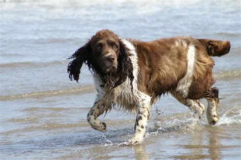 Welsh Springer Spaniel Information - Dog Breeds at thepetowners