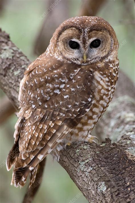 Mexican Spotted Owl Stock Image C0021956 Science