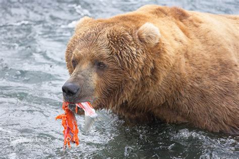 Brown Bear Eating Salmon Ursus Arctos Brooks River Katmai National