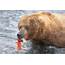 A Brown Bear Eats Salmon It Has Caught In The Brooks River Ursus 