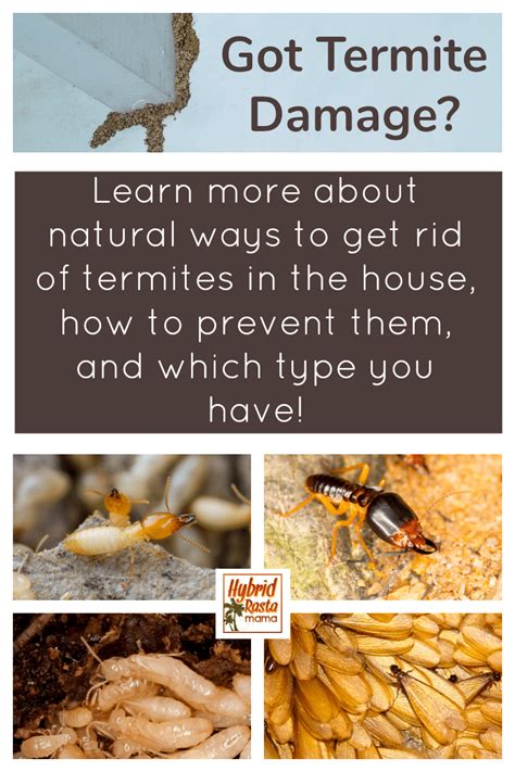 How To Get Rid Of Termites Naturally Termites Diy Termite Treatment