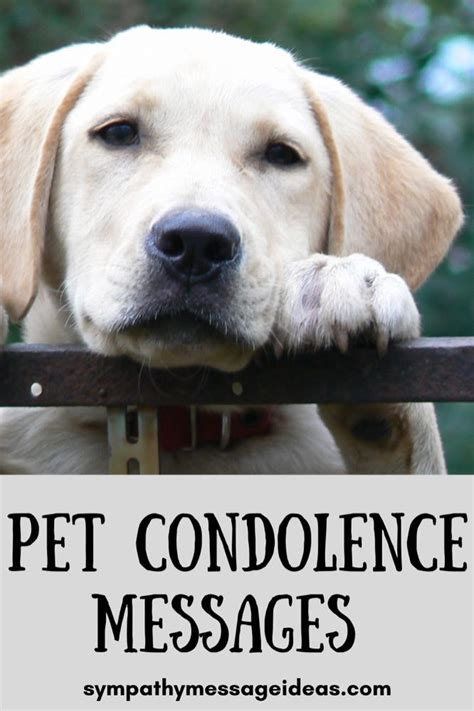 A Close Up Of A Dog With Its Paws On A Fence Rail Looking At The Camera