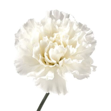 Vistaflor 300 Fresh Cut White Carnations Fresh Flowers Ideal For