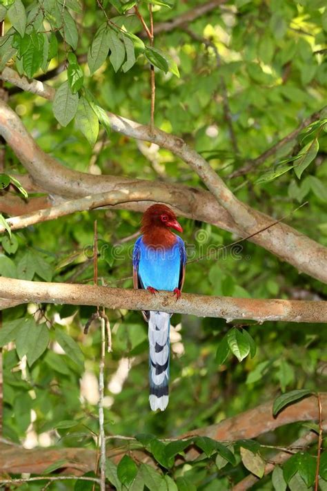 Sri Lanka Blue Magpie In Sinharaja Jungle Stock Image Image Of