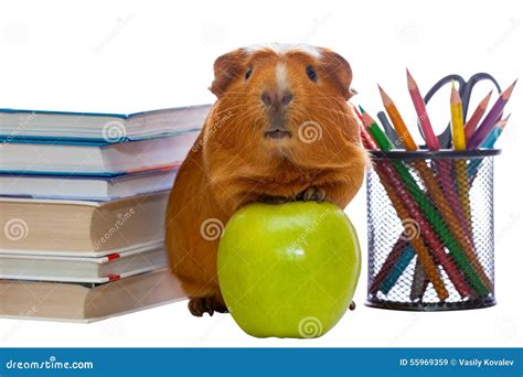 Guinea Pig Green Apple And School Supplies Stock Image Image Of