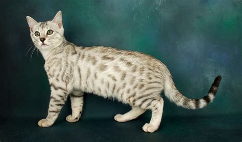 Adopting a cat from bengal rescue or a shelter. Bengal Cat Breed Information