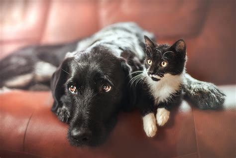 Cat And Dog Wallpapers Pictures Images