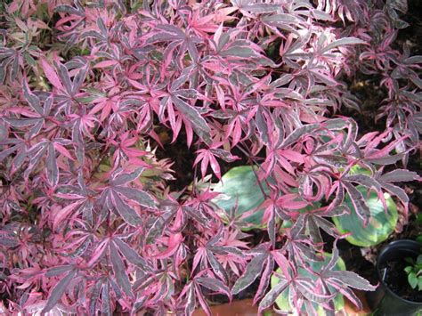 This tree does best in full sun to partial shade. Acer palmatum 'shirazz' | Acer palmatum, Japanese maple ...