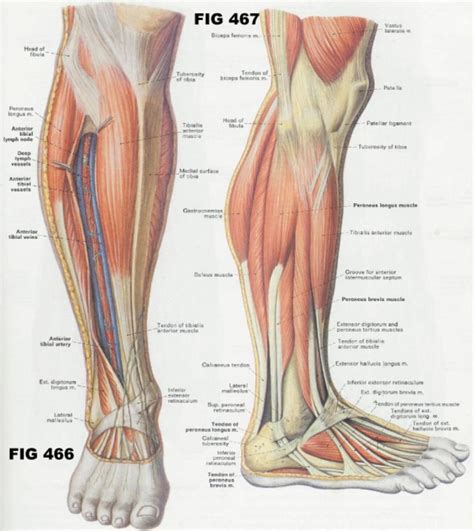 Effective exercises include the squat and leg press. Anatomy Of Leg Muscles And Tendons Lower Leg Anatomy ...