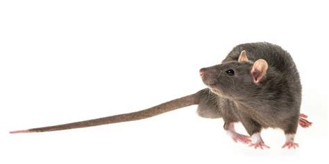 Why Do Rats Have Tails North American Nature
