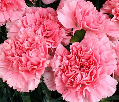 Pink Carnations From Mischlers In Amherst Ny Richmond Florist Melbourne