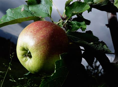 Sex Lives Of Women Improved By Eating Apples The Independent The