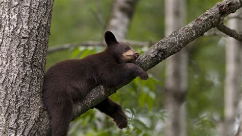 Wallpaper Brown Bear Bear Tree Cute Animals Funny Animals 4784